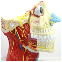 BRAIN03 (12400) Chirurgie maxillo-faciale Anatomie éducationnelle Modèle de nerf craniocérébral